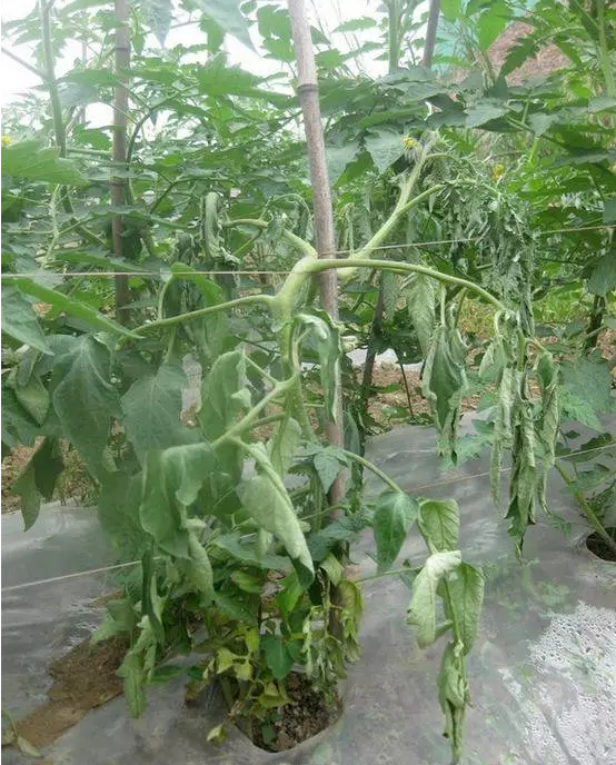 细菌性病害与防治一览表-行业动态-不朽情缘