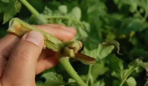 细菌性病害与防治一览表-行业动态-不朽情缘