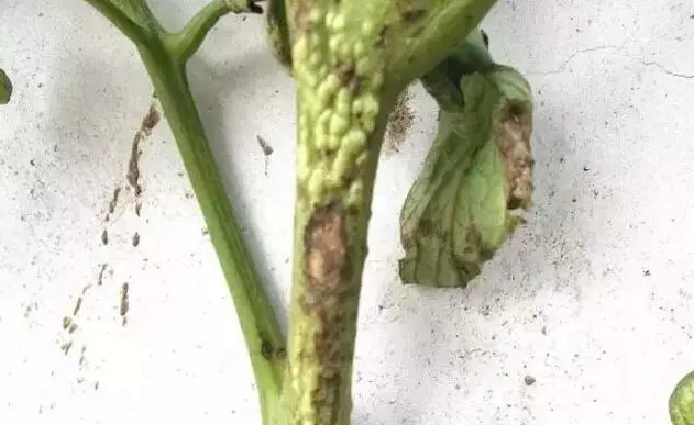 细菌性病害与防治一览表-行业动态-不朽情缘