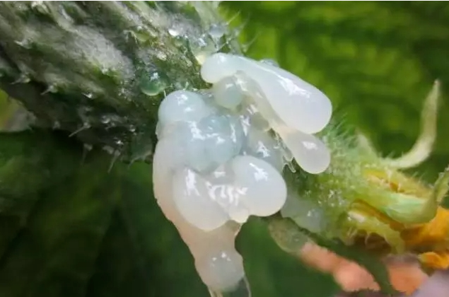 细菌性病害与防治一览表-行业动态-不朽情缘