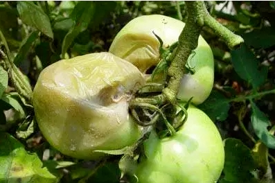 细菌性病害与防治一览表-行业动态-不朽情缘