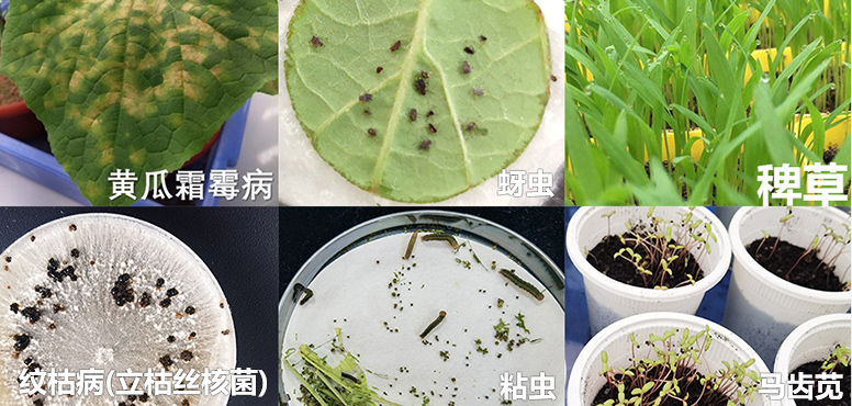 靶标作育